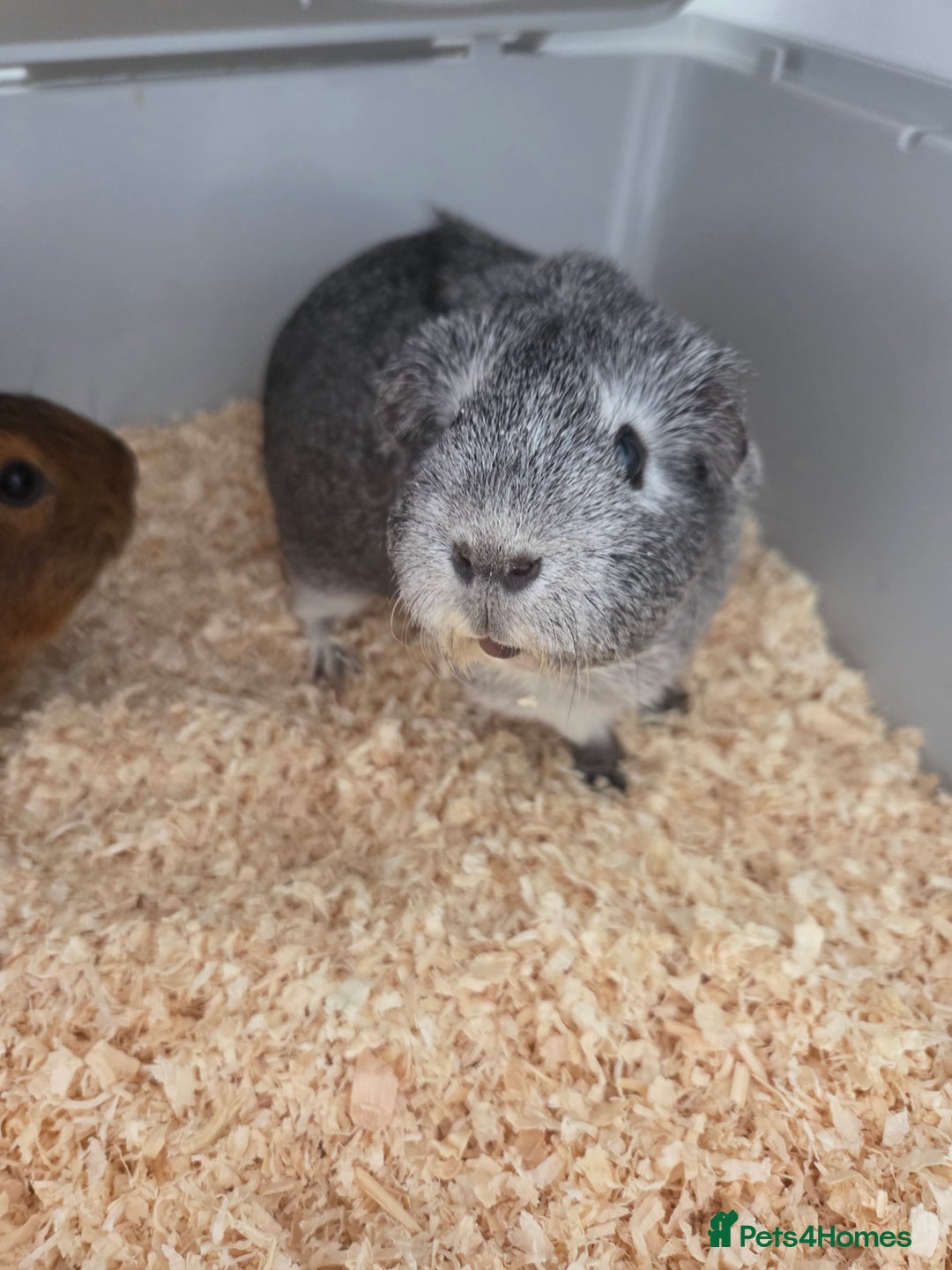 Guinea Pig rodents for sale: Coco and Pebble  - Image 3