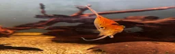 Gouramis fish for sale: Angelfish and other  - Advert 10