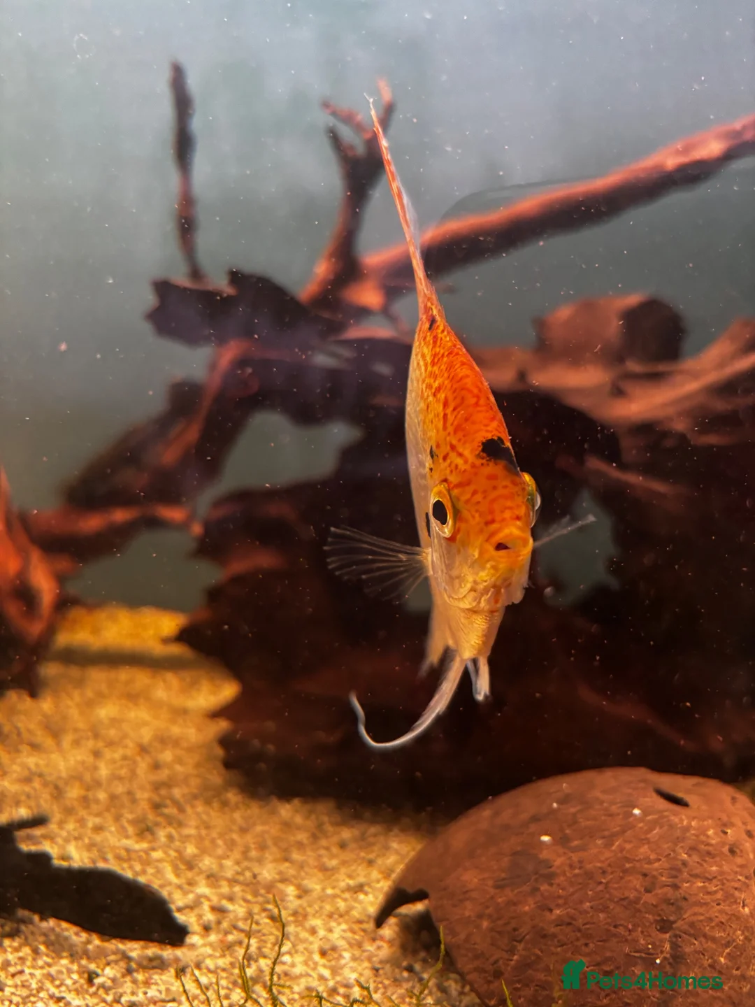 Gouramis fish for sale: Angelfish and other  - Advert 10