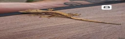 Gecko reptiles for sale: Crested geckos - Advert 15