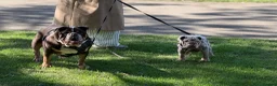 English Bulldog dogs for sale: Beautiful English Bulldog Puppy mabel  - Advert 10