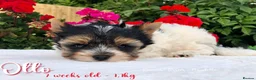Yorkshire Terrier dogs for sale: One boy left Biewer Terriers! - Advert 7