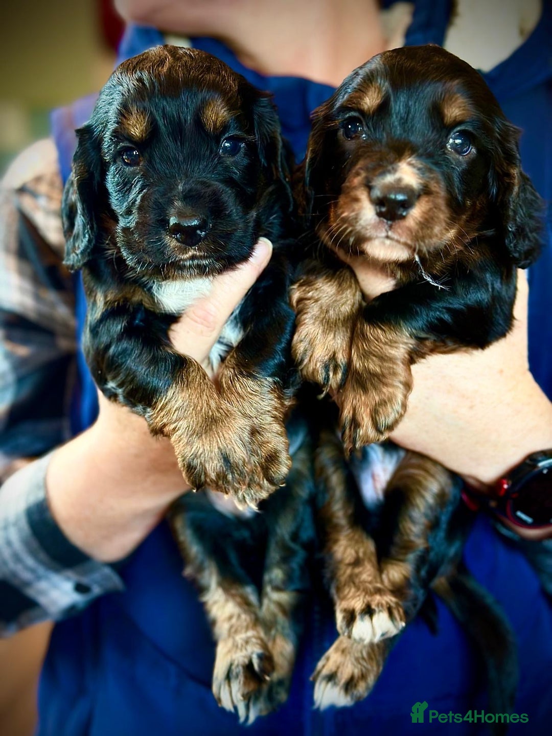 Cocker Spaniel dogs for sale: Beautiful Boy cocker spaniels for sale  - Advert 6
