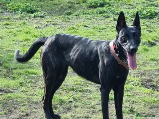 Belgian Shepherd Dog dogs READY TO GO Mother is Dutch Herder x Malinois - Advert 13