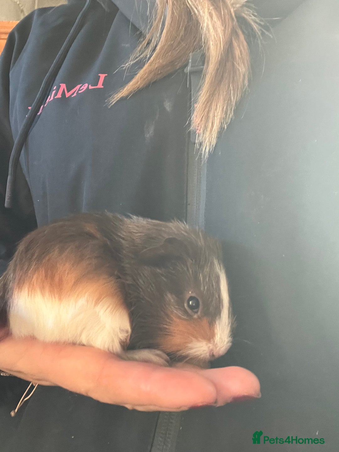 Guinea Pig rodents for sale: Three lovely boys looking for their forever home!  - Advert 5
