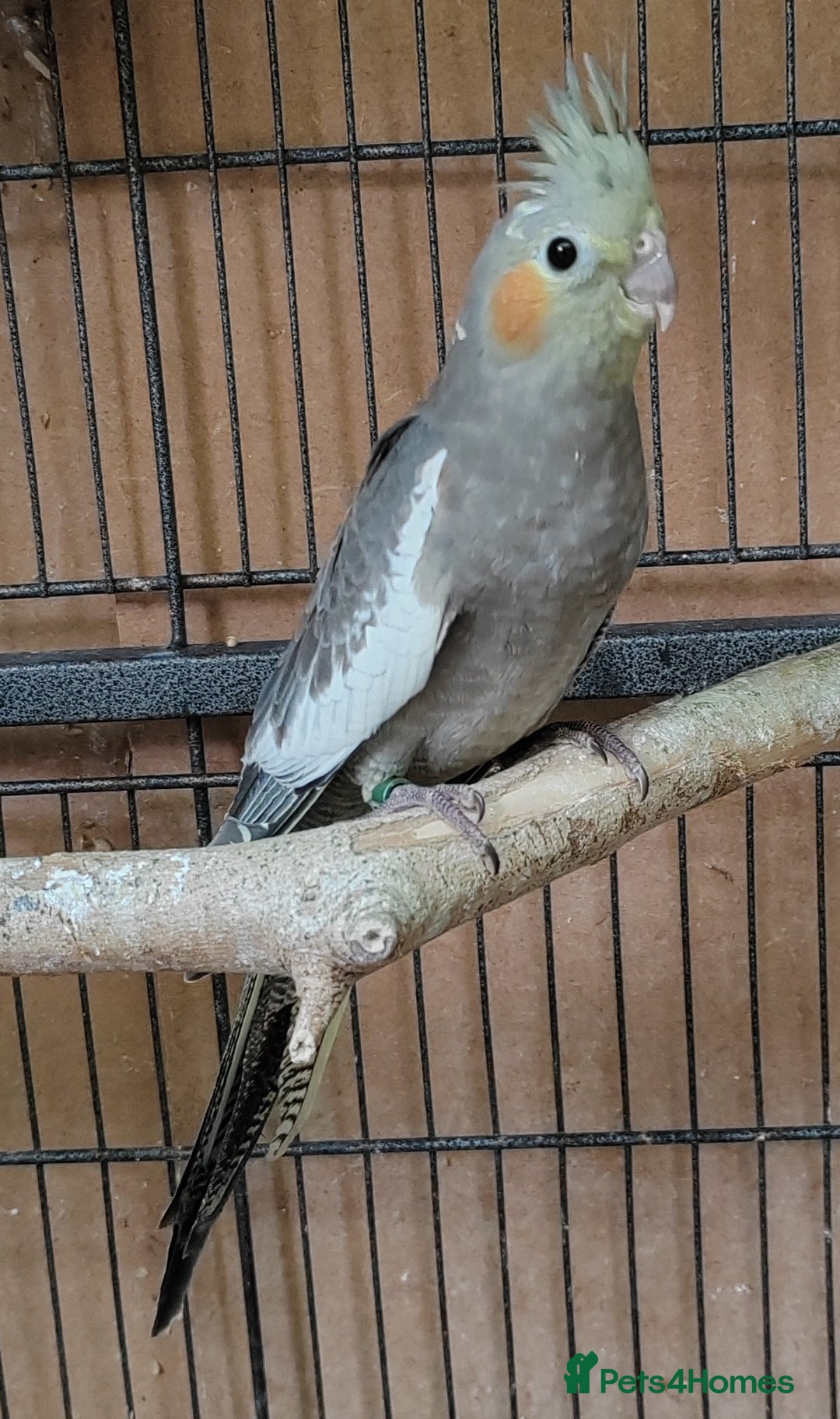 Cockatiels birds for sale: Young aviary bred Cockatiels  - Image 3