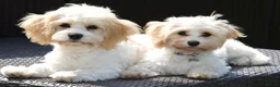 Cavachon dogs for sale: Gorgeous F1 Fox Red Cavapoochon’s  - Advert 11