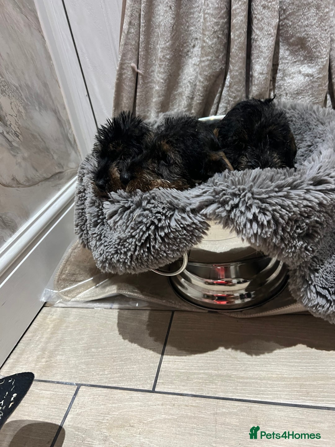 Dachshund dogs for sale: Miniature soft haired dachshunds - Advert 8