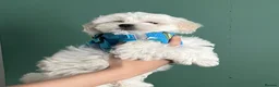 Maltese dogs for stud: 🐬 Beautiful Korean Maltese Stud 🐬 - Advert 7