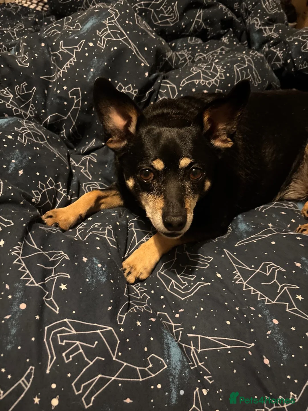 Mixed Breed dogs for adoption: 💙🐶 FLASH – A LOYAL LITTLE SHADOW NEEDS NEW HOME in London - Advert 1