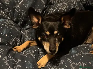 Mixed Breed dogs 💙🐶 FLASH – A LOYAL LITTLE SHADOW NEEDS NEW HOME - Advert 1