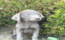 Labrador Retriever dogs for sale: Stunning sliver labradors  - Image 3