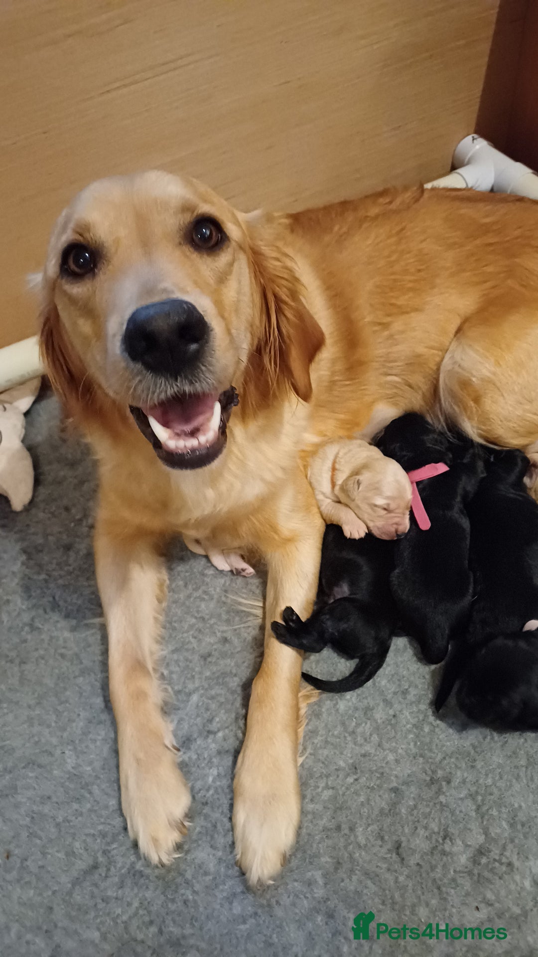 Goldendoodle dogs for sale: 3/4Golden 1/4Doodles 😃 black and gold - Image 7
