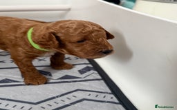 Toy Poodle dogs for sale: 6 Exquisite Red Toy Poodles. Parents DNA Clear - Image 15
