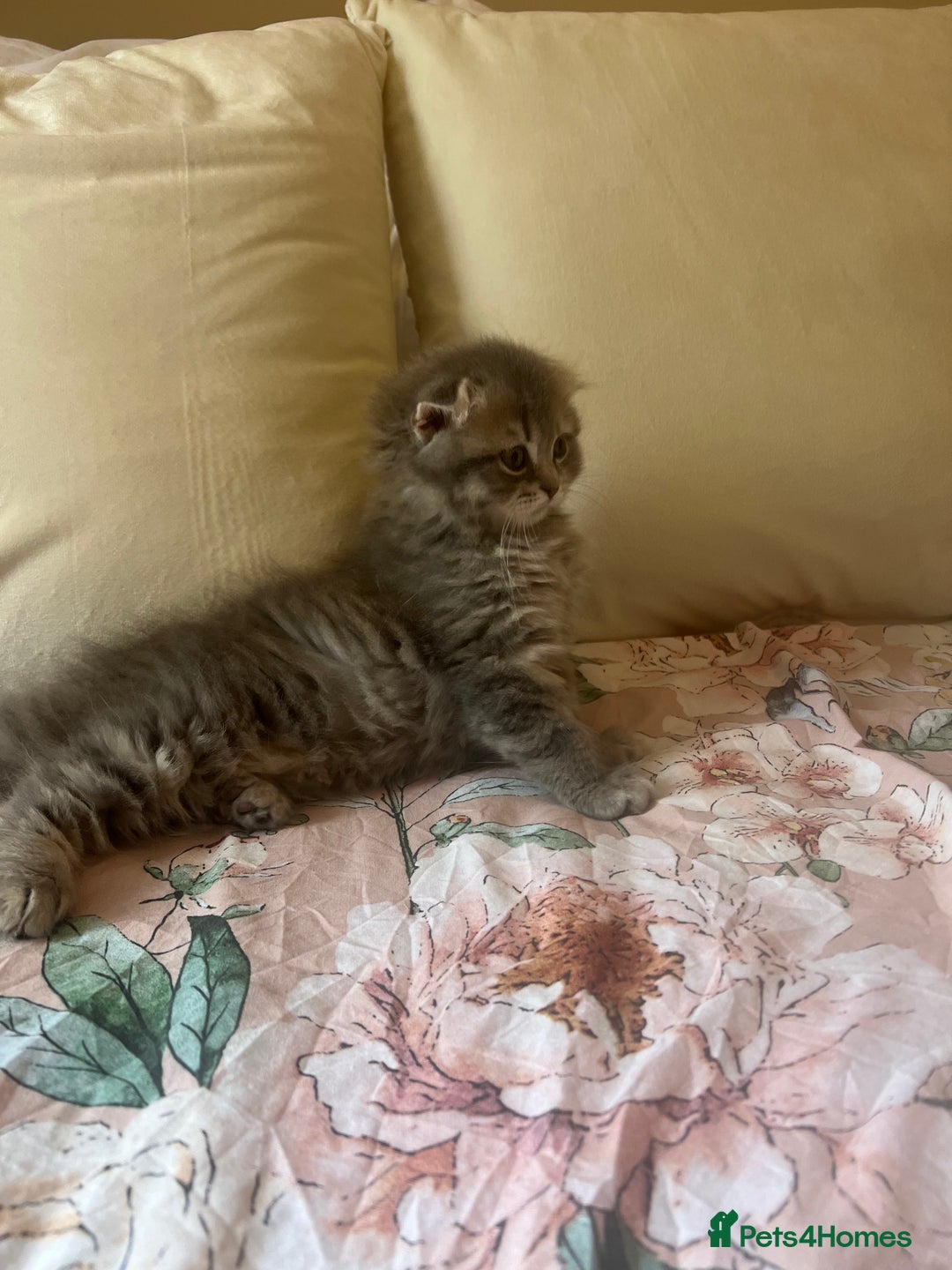 Scottish Fold cats for sale: Stunning long hair Scottish fold  - Image 5