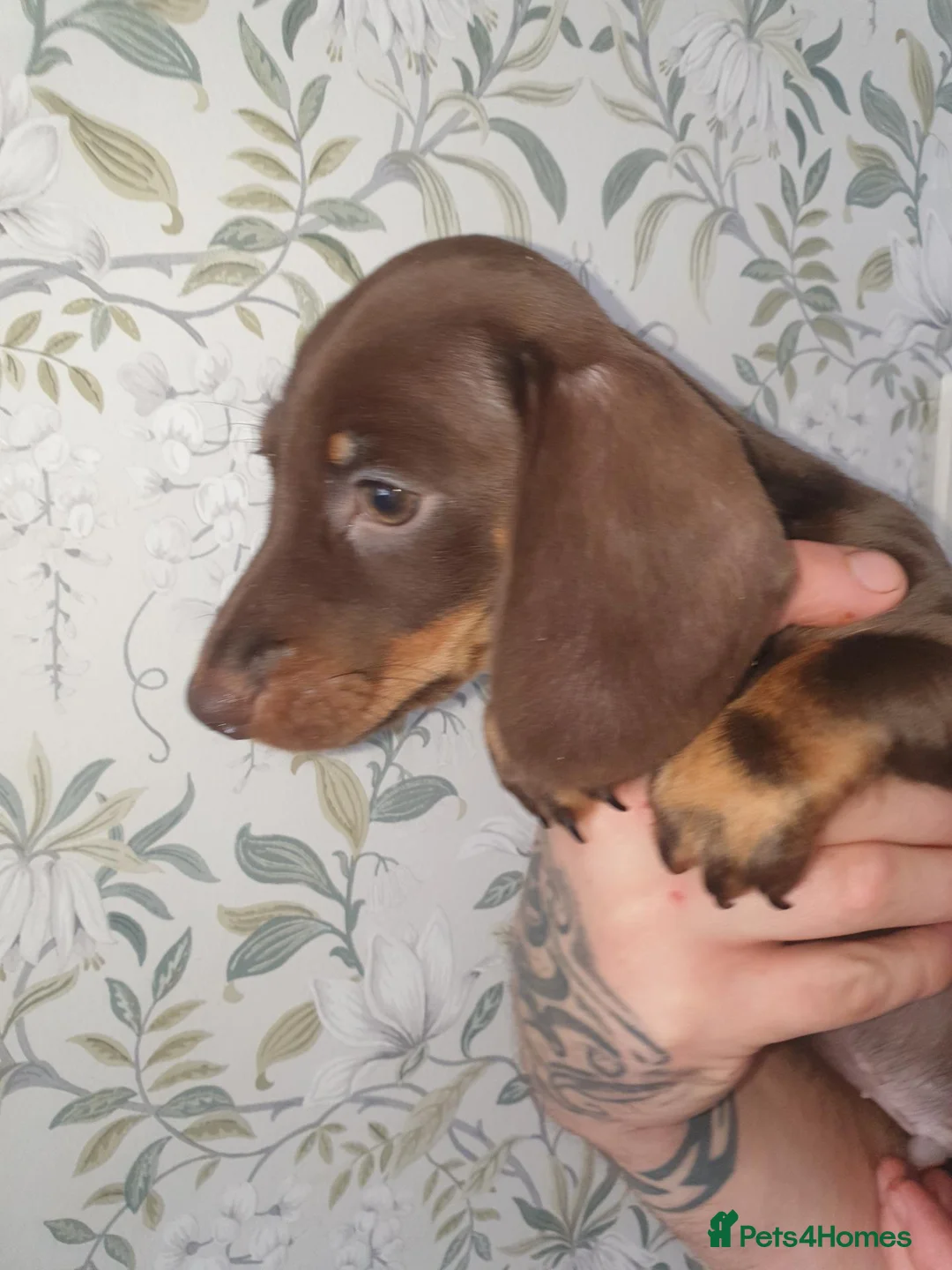 Dachshund dogs for sale: Last choc and tan mini  - Advert 1