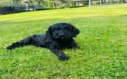 Cockapoo dogs for sale: Beautiful Cockapoo Puppies - Image 11