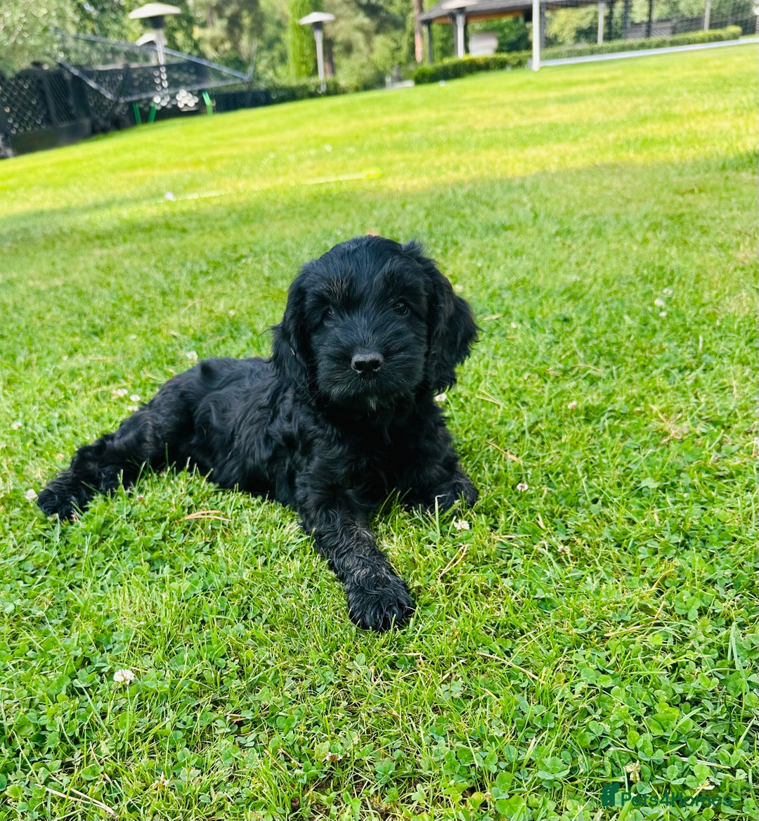 Cockapoo dogs for sale: Beautiful Cockapoo Puppies - Image 11