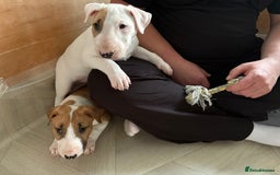 English Bull Terrier dogs for sale: English Bull Terrier Puppy Two Handsome Boys - Image 6