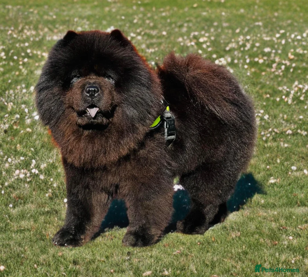 Mixed Breed dogs for sale: ChowPei Puppies - Advert 4