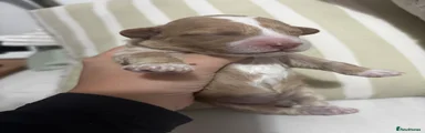 Cockapoo 4
