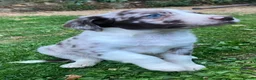 Border Collie dogs for sale: Boarder collie  - Advert 3
