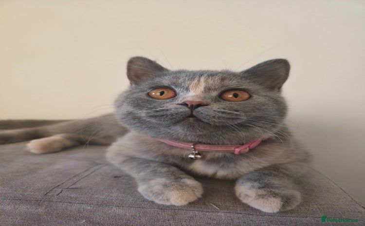 British Shorthair cats - Advert 1