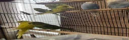 Budgerigars birds for sale: Young budgies £20 each - Advert 6