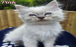 Ragdoll cats for sale: 🤍 STUNNING GCCF REGISTERED RAGDOLL KITTENS 🤍🤍 - Image 10