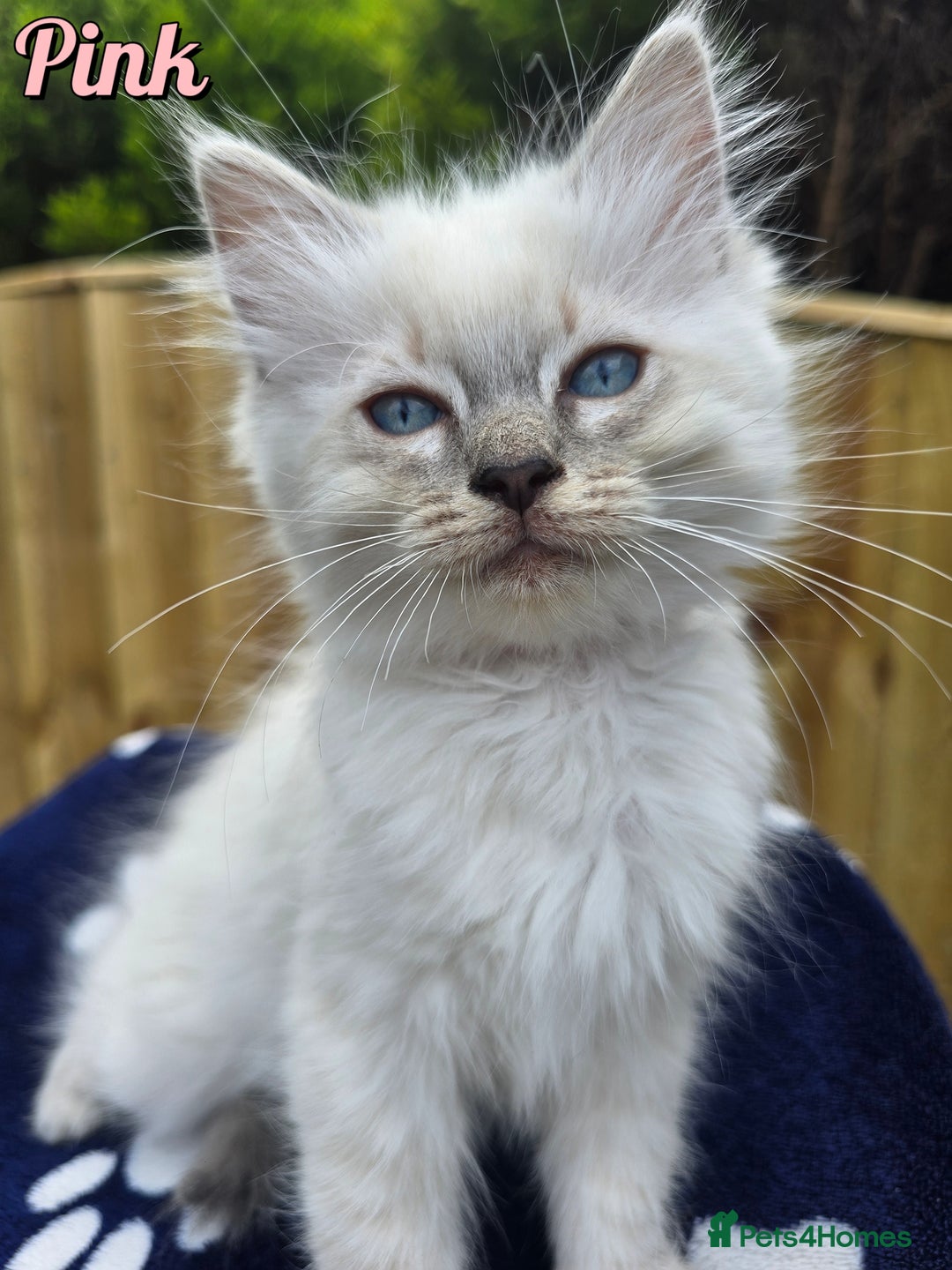 Ragdoll cats for sale: 🤍 STUNNING GCCF REGISTERED RAGDOLL KITTENS 🤍🤍 - Image 10