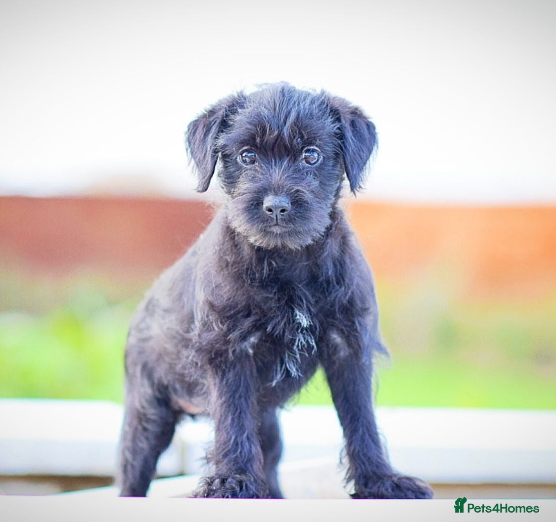 Mixed Breed dogs Council approved 5⭐️licensed breeder  - Advert 3