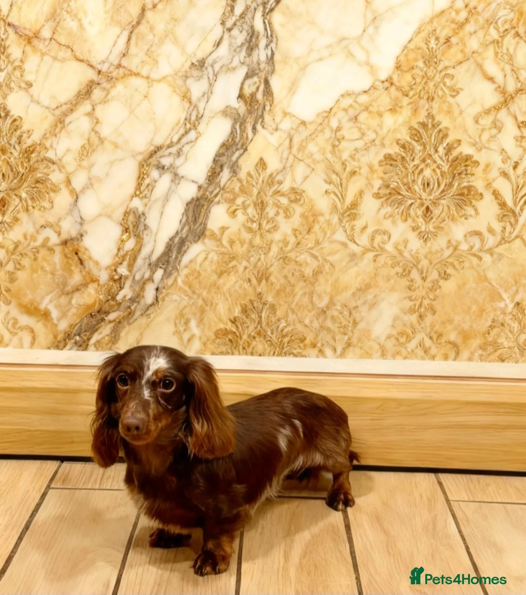 Miniature Dachshund dogs for stud: ⭐️STUNNING KC REG CHOCOLATE DAPPLE STUD⭐️ - Advert 8