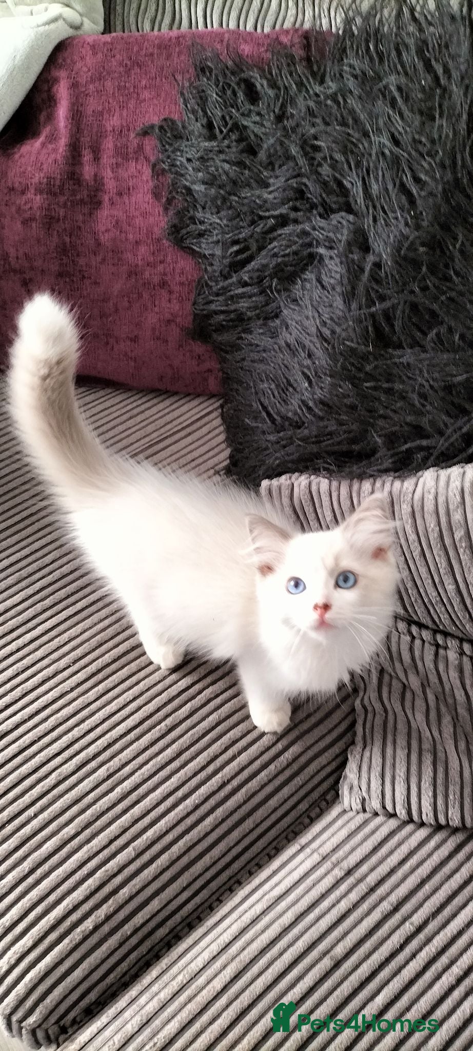 Ragdoll cats Stunning ragdoll kittens looking for new homes - Advert 3