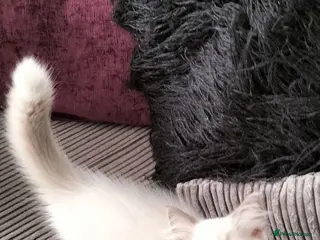 Ragdoll cats Stunning ragdoll kittens looking for new homes - Advert 3