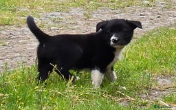 Border Collie dogs for sale:  Any farmers looking for working dogs? - Image 14
