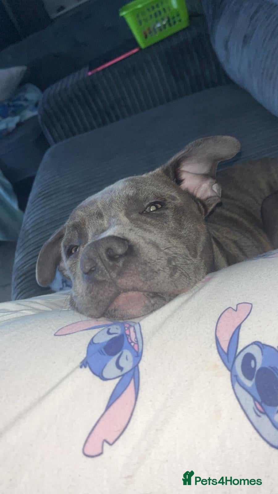 Staffordshire Bull Terrier dogs 7 month old male pup - Advert 3