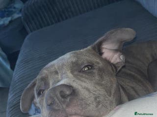 Staffordshire Bull Terrier dogs 7 month old male pup - Advert 15