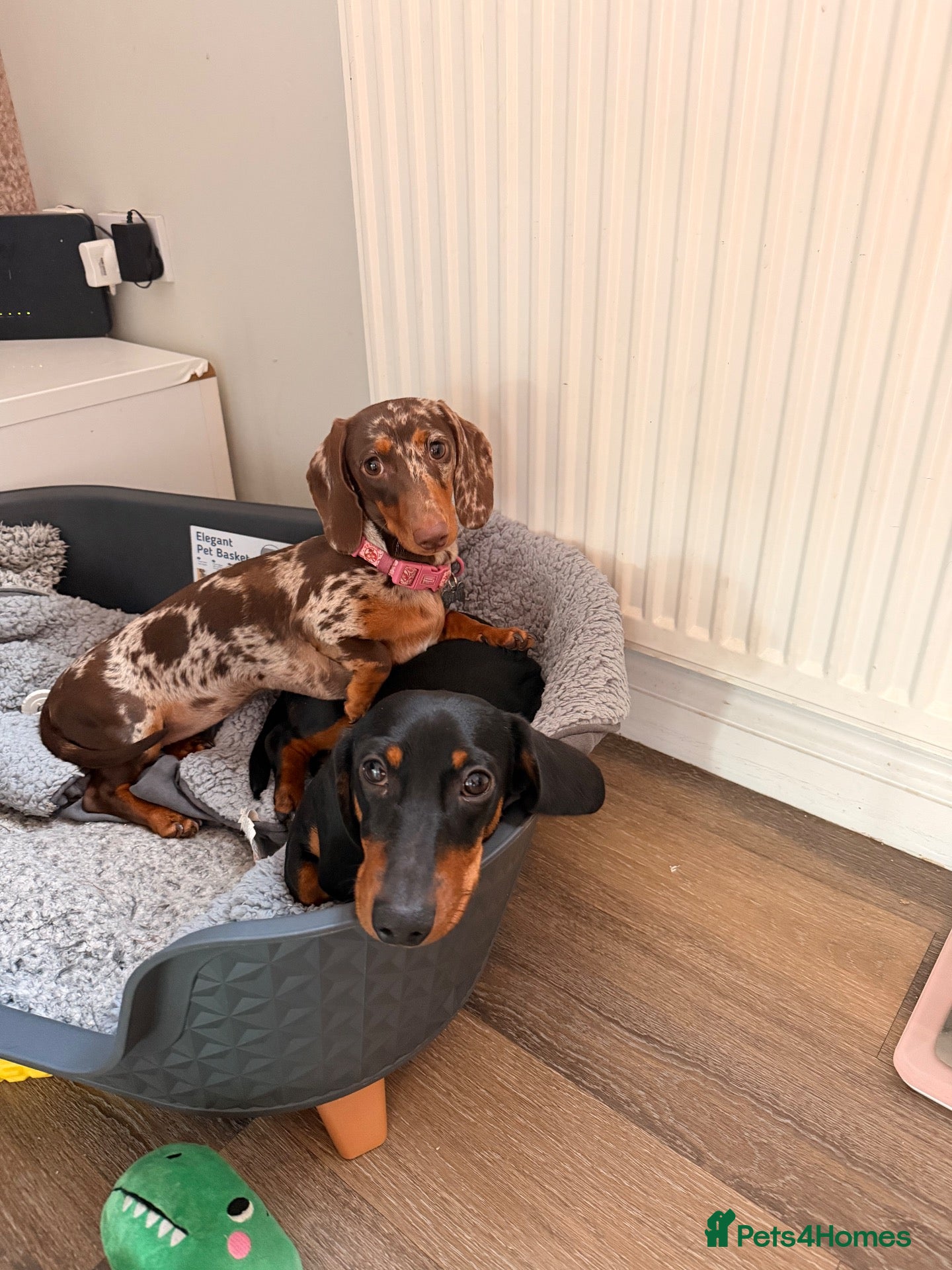 Miniature Dachshund dogs Miniature dachshund - Advert 3