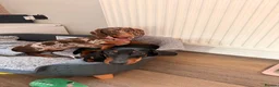 Miniature Dachshund dogs for sale: Miniature dachshund - Advert 1