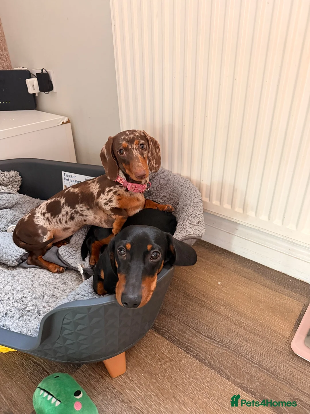 Miniature Dachshund dogs for sale: Miniature dachshund - Advert 1