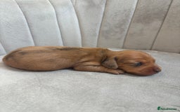 Miniature Dachshund dogs for sale: Gorgeous Long &short haired mini dachshund puppies - Image 22