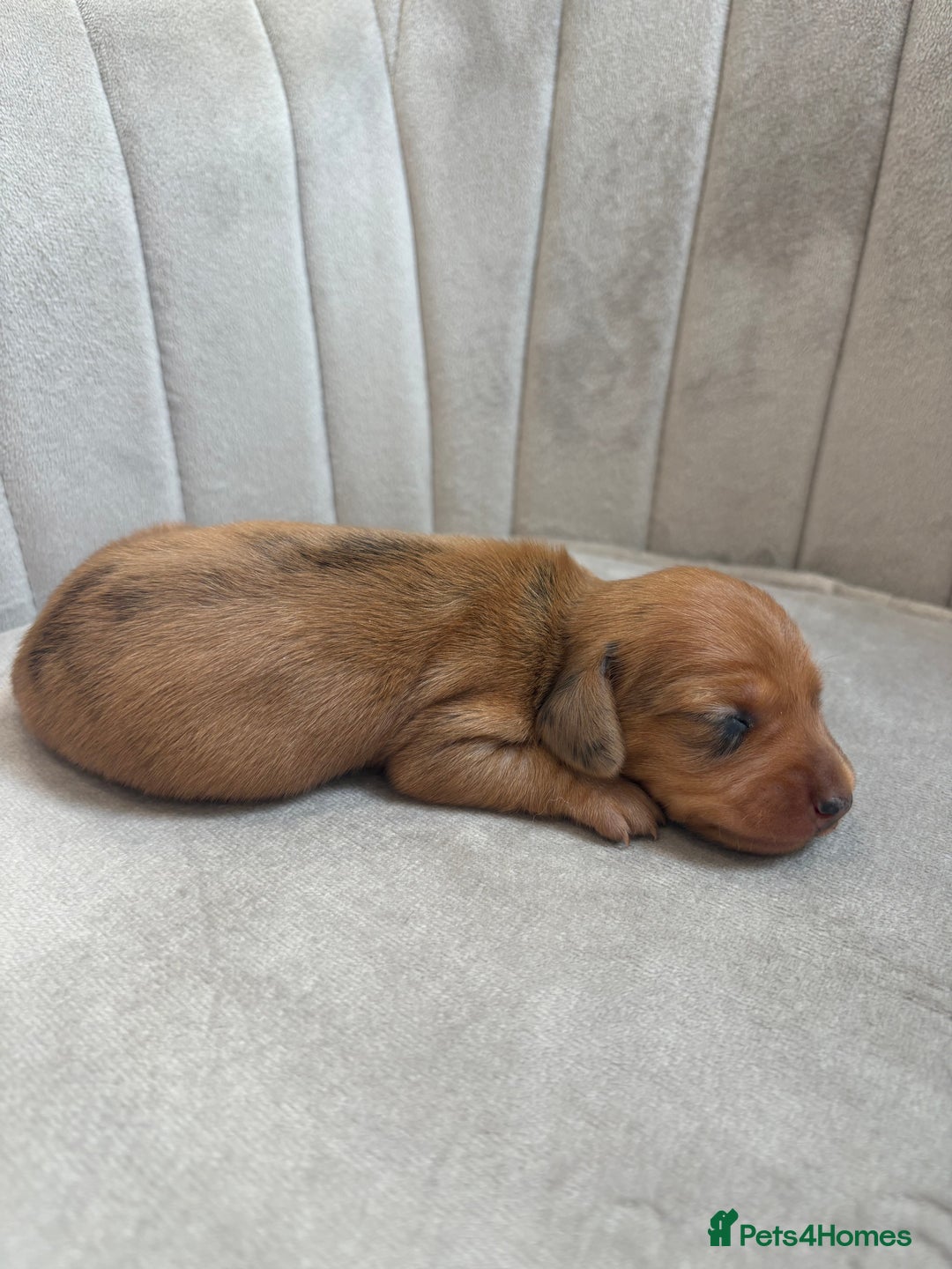 Miniature Dachshund dogs for sale: Gorgeous Long &short haired mini dachshund puppies - Image 22