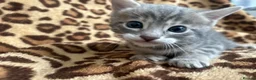 Bengal cats for sale: Beautiful Litter of Bengal Kittens - TICA Reg - Advert 33