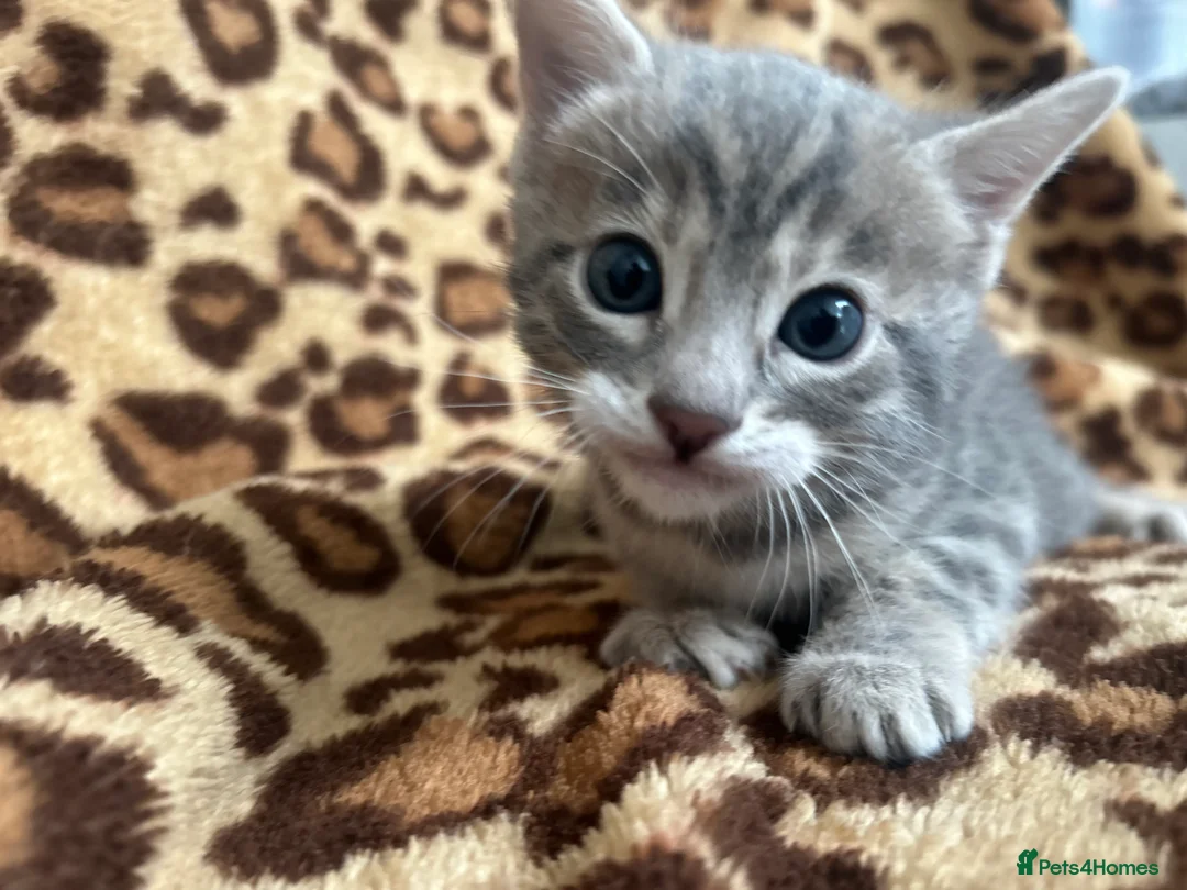 Bengal cats for sale: Beautiful Litter of Bengal Kittens - TICA Reg - Advert 33