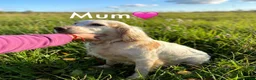 Cocker Spaniel dogs for sale: Cocker spaniel puppy’s  - Advert 22