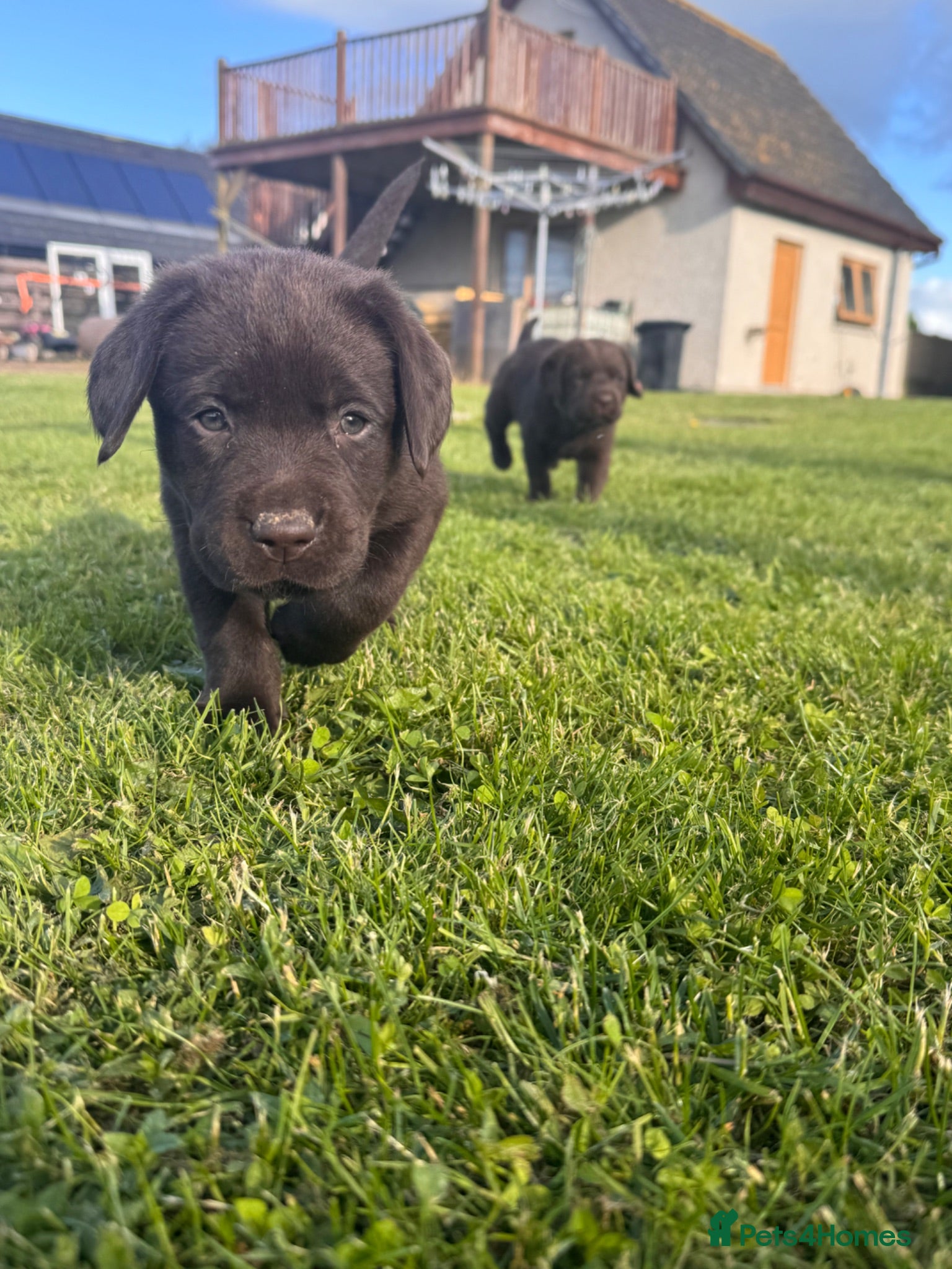 Labrador Retriever dogs Gorgeous Chunky Chocolate Labrador Puppies  - Advert 2