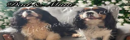 Cavalier King Charles Spaniel dogs for sale: KC CAVALIER KING CHARLES SPANIELS❤️ - Advert 11