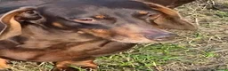 Miniature Dachshund dogs for sale: Stunning miniature dachshund puppies - Advert 2