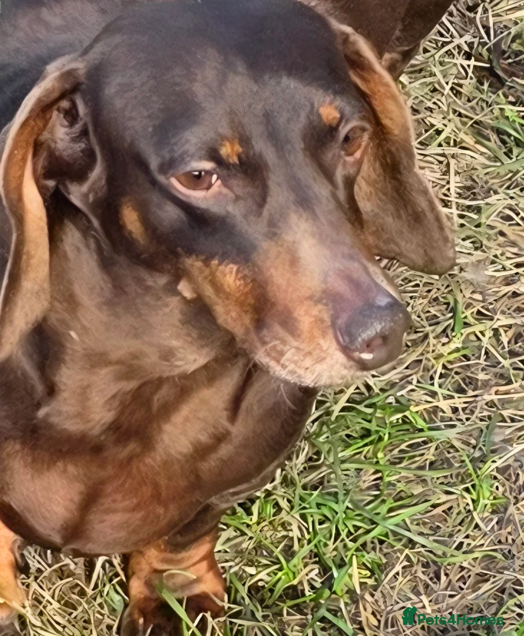 Miniature Dachshund dogs for sale: Stunning miniature dachshund puppies - Advert 2