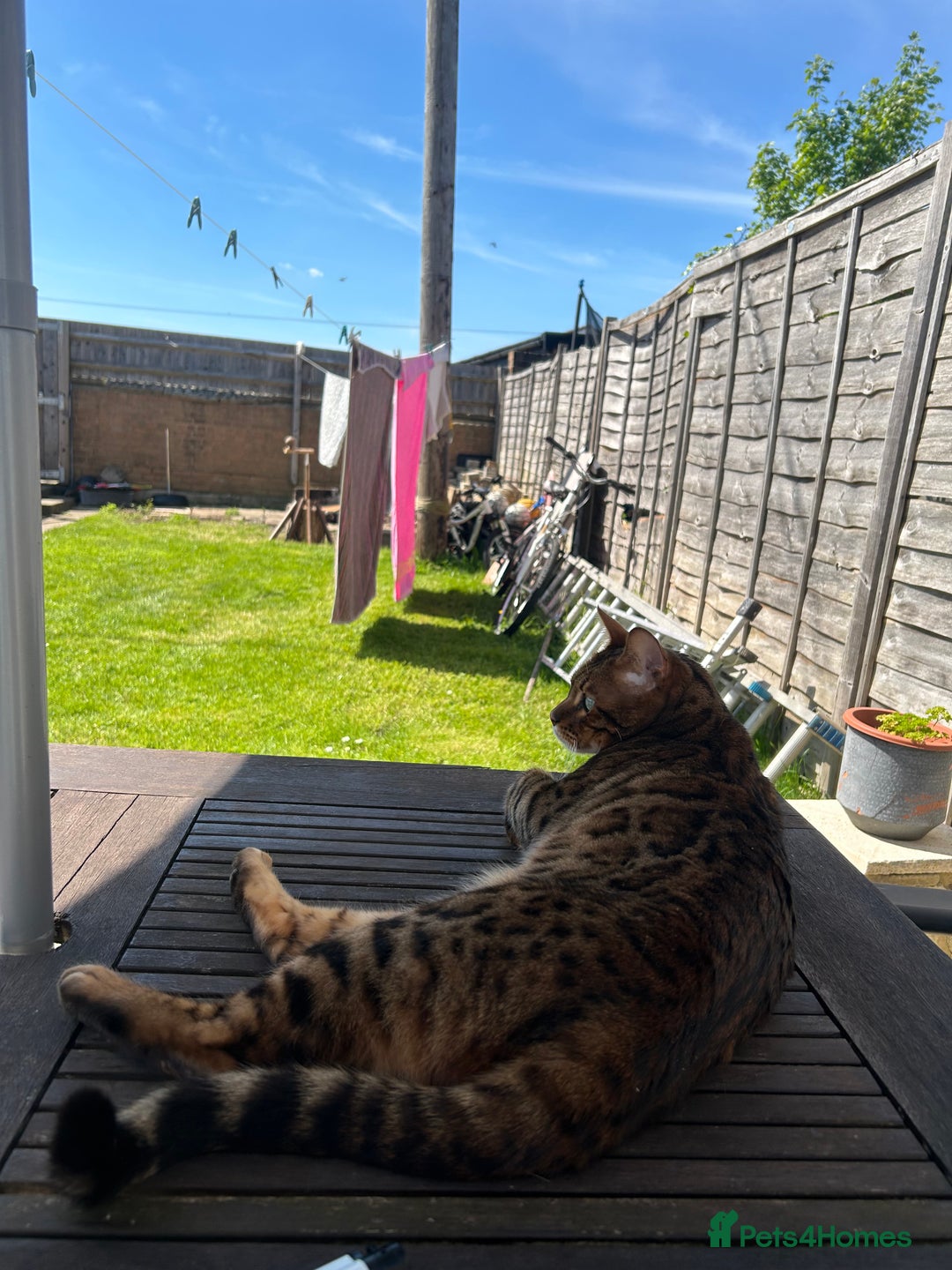 Bengal cats for sale: 5 year old male bengal cat.  - Advert 13